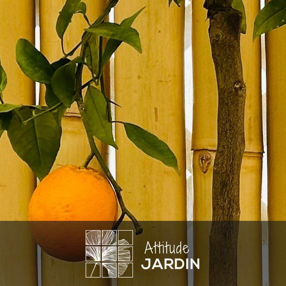 Oranger 80 cm - clicktofournisseur.com