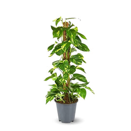 Pothos Epipremnum 80 cm - clicktofournisseur.com