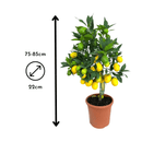 Limequat 80 cm - clicktofournisseur.com