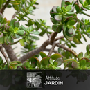 Crassula Ovata 90 cm - clicktofournisseur.com