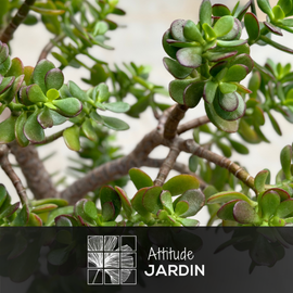 Crassula Ovata 90 cm - clicktofournisseur.com