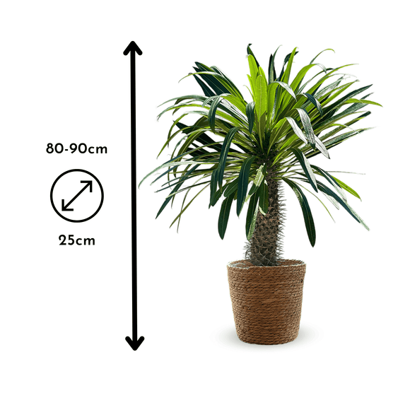 Pachypodium lamerei 90 cm - clicktofournisseur.com