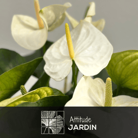 Anthurium Blanc 70 cm - clicktofournisseur.com