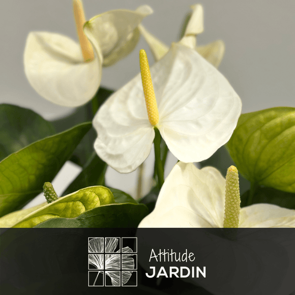 Anthurium Blanc 70 cm - clicktofournisseur.com