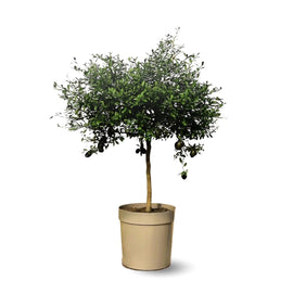 Citron Caviar Rouge 80 cm - clicktofournisseur.com