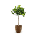 Clémentinier 80 cm - clicktofournisseur.com