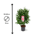 Caméllia japonica Rose 60 cm - clicktofournisseur.com