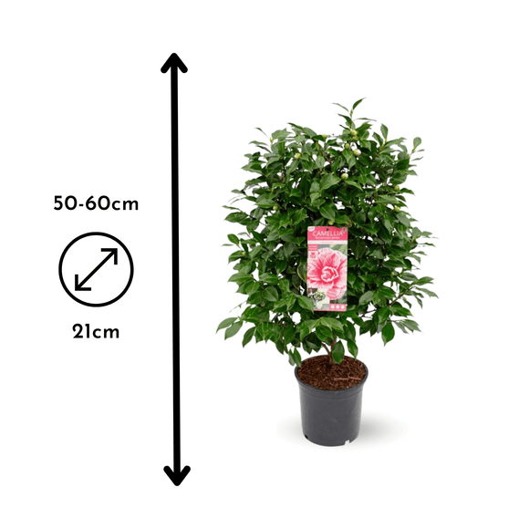 Caméllia japonica Rose 60 cm - clicktofournisseur.com