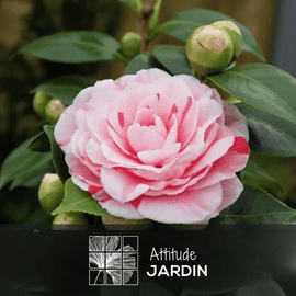 Caméllia japonica Rose 60 cm - clicktofournisseur.com