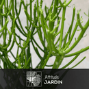 Euphorbia Tirucalli 90 cm - clicktofournisseur.com