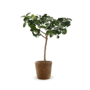 Citron Vert 80 cm - clicktofournisseur.com