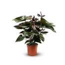 Anthurium Black 70 cm - clicktofournisseur.com