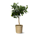 Combava 80 cm - clicktofournisseur.com