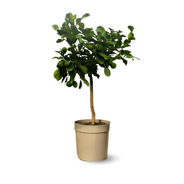 Combava 80 cm - clicktofournisseur.com