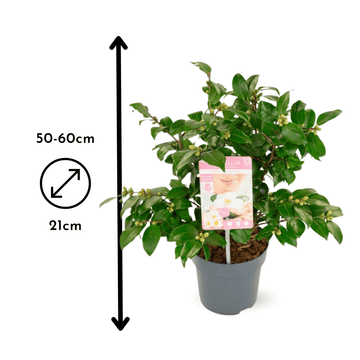Camélia japonica Blanc 60 cm - clicktofournisseur.com
