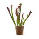 Sarracenia Oreophila Plante Carnivore 60 cm - undefined