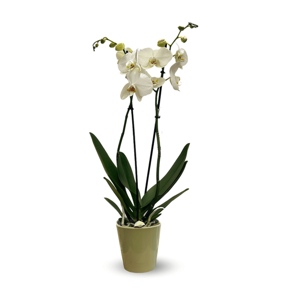 Orchidée Blanche Double Branche 70 cm - clicktofournisseur.com