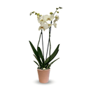 Orchidée Blanche Double Branche 70 cm - clicktofournisseur.com