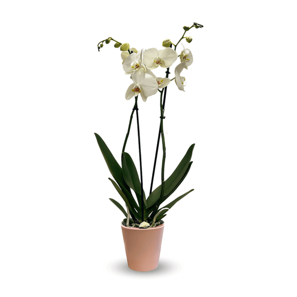 Orchidée Blanche Double Branche 70 cm - clicktofournisseur.com