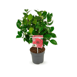 Caméllia japonica Rouge 60 cm - clicktofournisseur.com