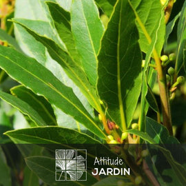 Laurier Sauce 100 cm - clicktofournisseur.com