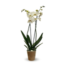 Orchidée Blanche Double Branche 70 cm - clicktofournisseur.com