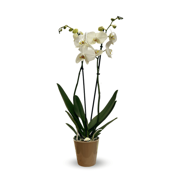 Orchidée Blanche Double Branche 70 cm - clicktofournisseur.com