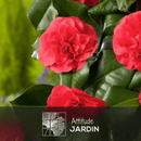 Caméllia japonica Rouge 60 cm - clicktofournisseur.com