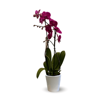 Orchidée Fuchsia Double Branche 70 cm - undefined