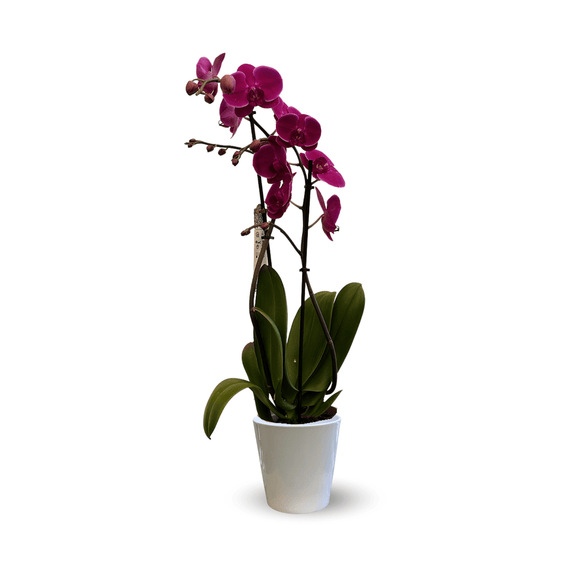 Orchidée Fuchsia Double Branche 70 cm - undefined
