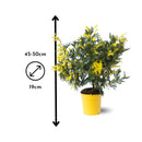 Mimosa Gaulois Touffe 50 cm - clicktofournisseur.com