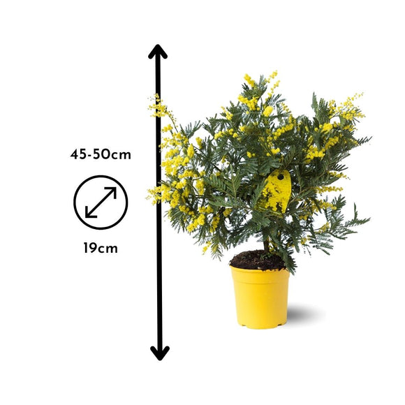 Mimosa Gaulois Touffe 50 cm - clicktofournisseur.com