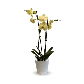 Orchidée Jaune Double Branche 70 cm - undefined