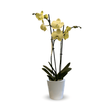 Orchidée Jaune Double Branche 70 cm - undefined