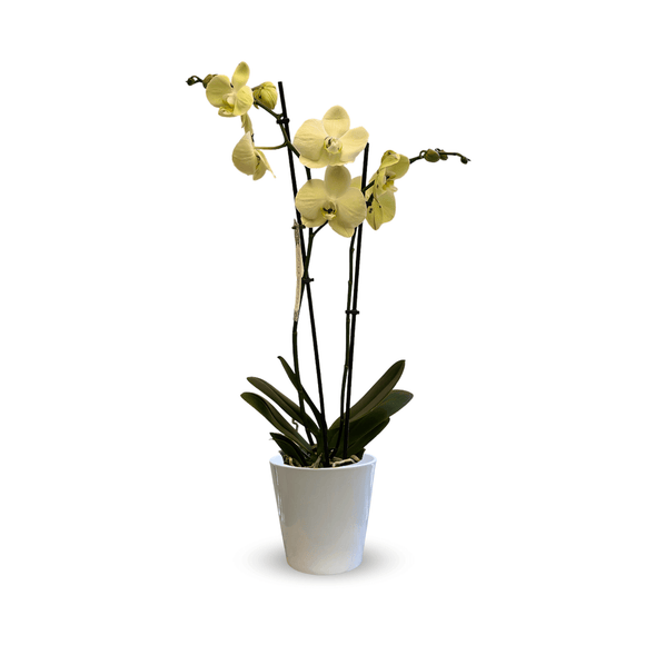 Orchidée Jaune Double Branche 70 cm - undefined