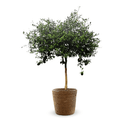 Citron Caviar Rouge 80 cm - clicktofournisseur.com