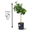 Citronnier Meyer 120 cm - clicktofournisseur.com
