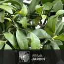 Limetta Rossa 80 cm - clicktofournisseur.com