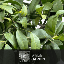 Limetta Rossa 80 cm - clicktofournisseur.com