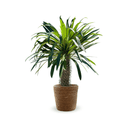 Pachypodium lamerei 90 cm - clicktofournisseur.com