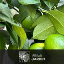 Citronnier Meyer 120 cm - clicktofournisseur.com