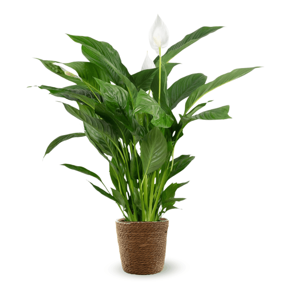 Spathiphyllum 120 cm - clicktofournisseur.com