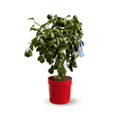 Limetta Rossa 80 cm - clicktofournisseur.com