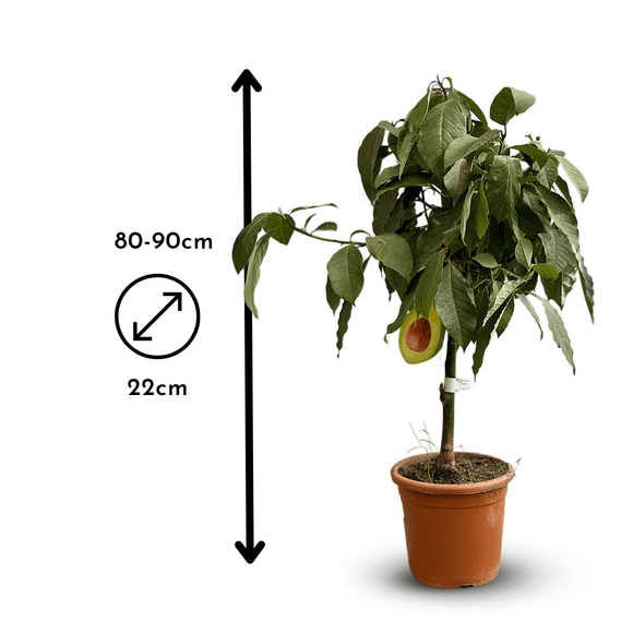 Avocatier 90 cm - clicktofournisseur.com