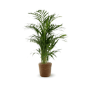 Areca Lutescens 80 cm - clicktofournisseur.com