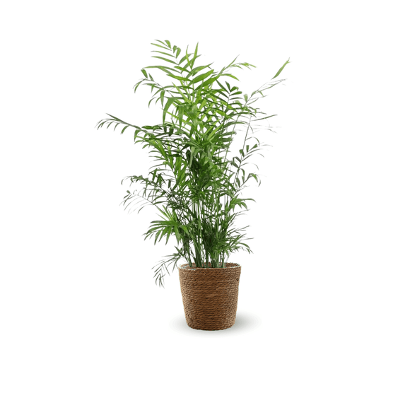 Chamaedorea Elegans 80 cm - clicktofournisseur.com