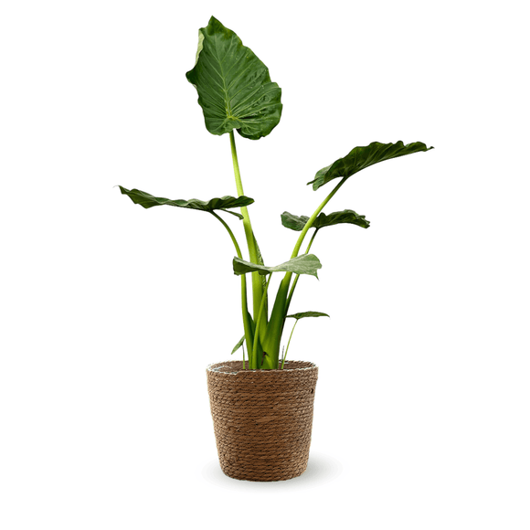 Alocasia Portadora 100 cm - clicktofournisseur.com