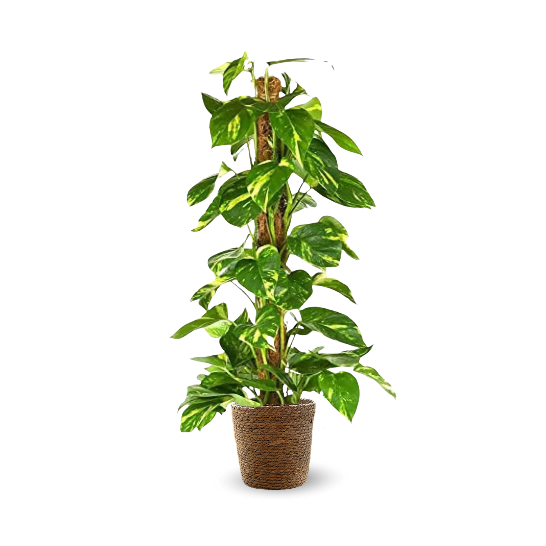 Pothos Epipremnum 80 cm - clicktofournisseur.com