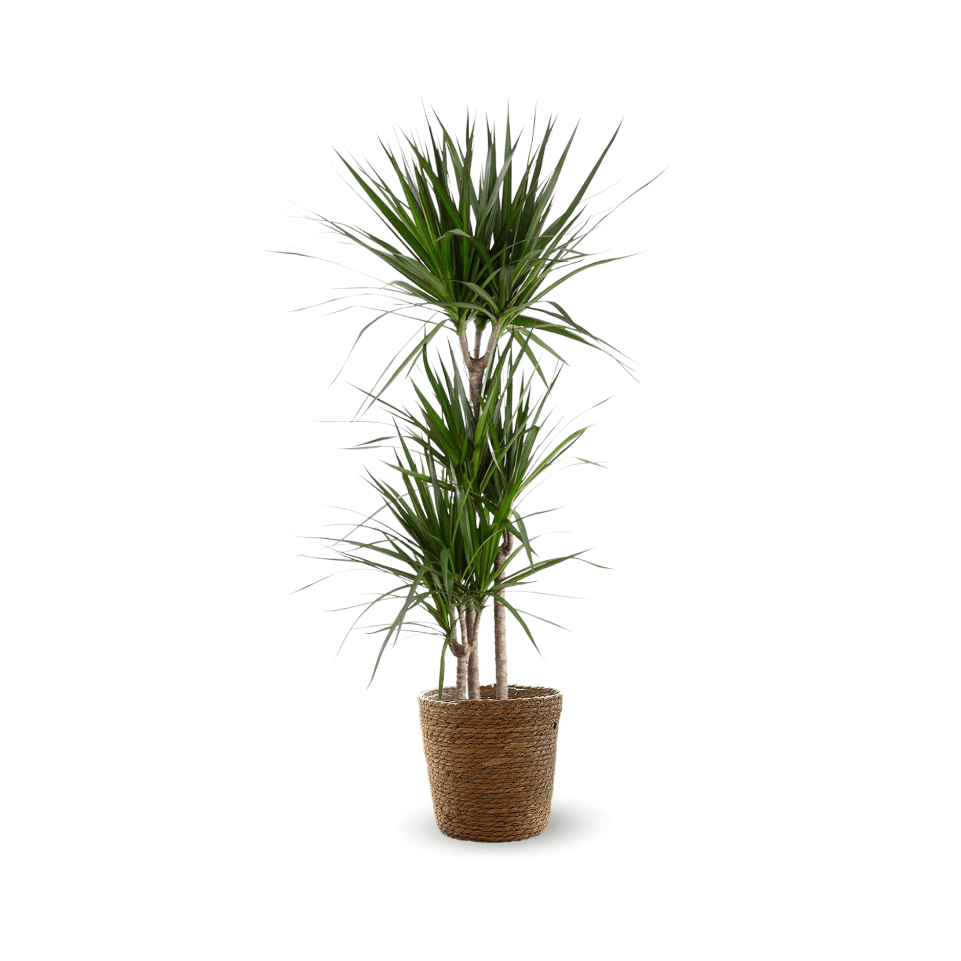 Dracaena Marginata 110 cm - clicktofournisseur.com