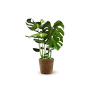 Monstera Deliciosa 50 cm - clicktofournisseur.com